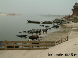 インド旅行（ガンジス川で水浴びをする牛）